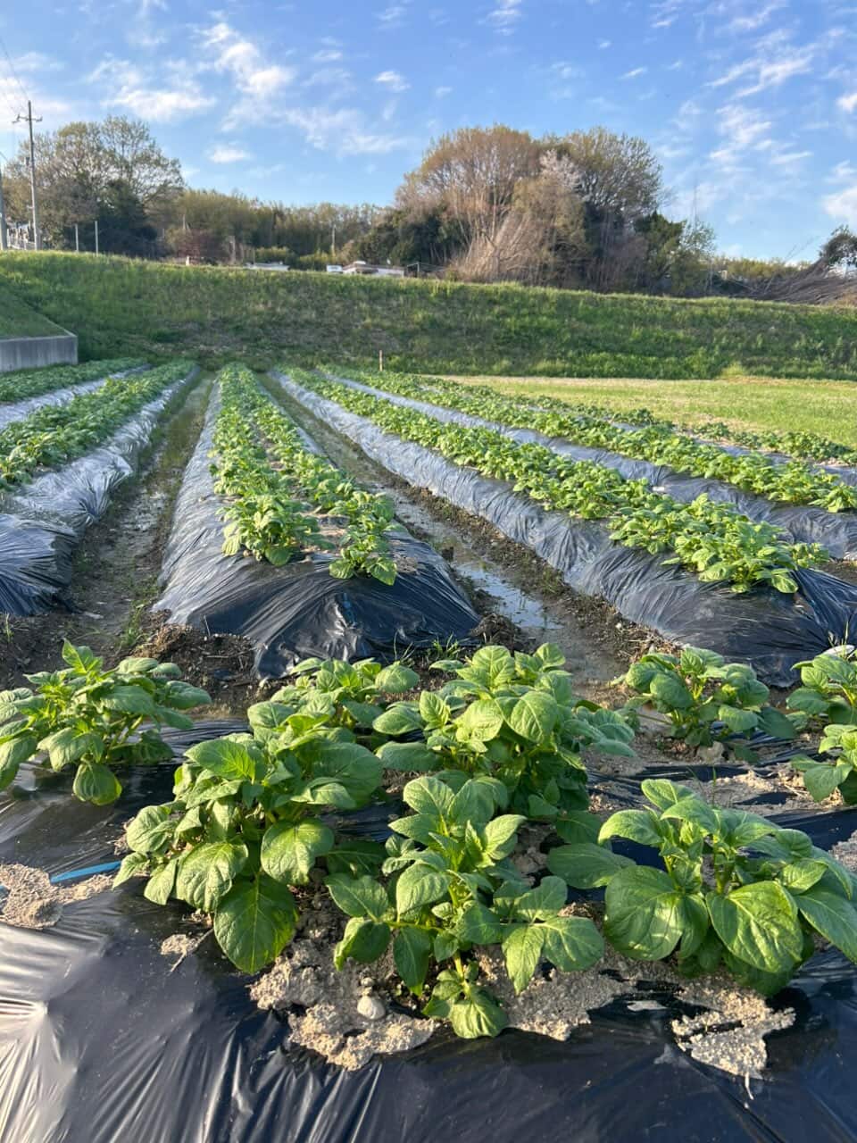 good farm